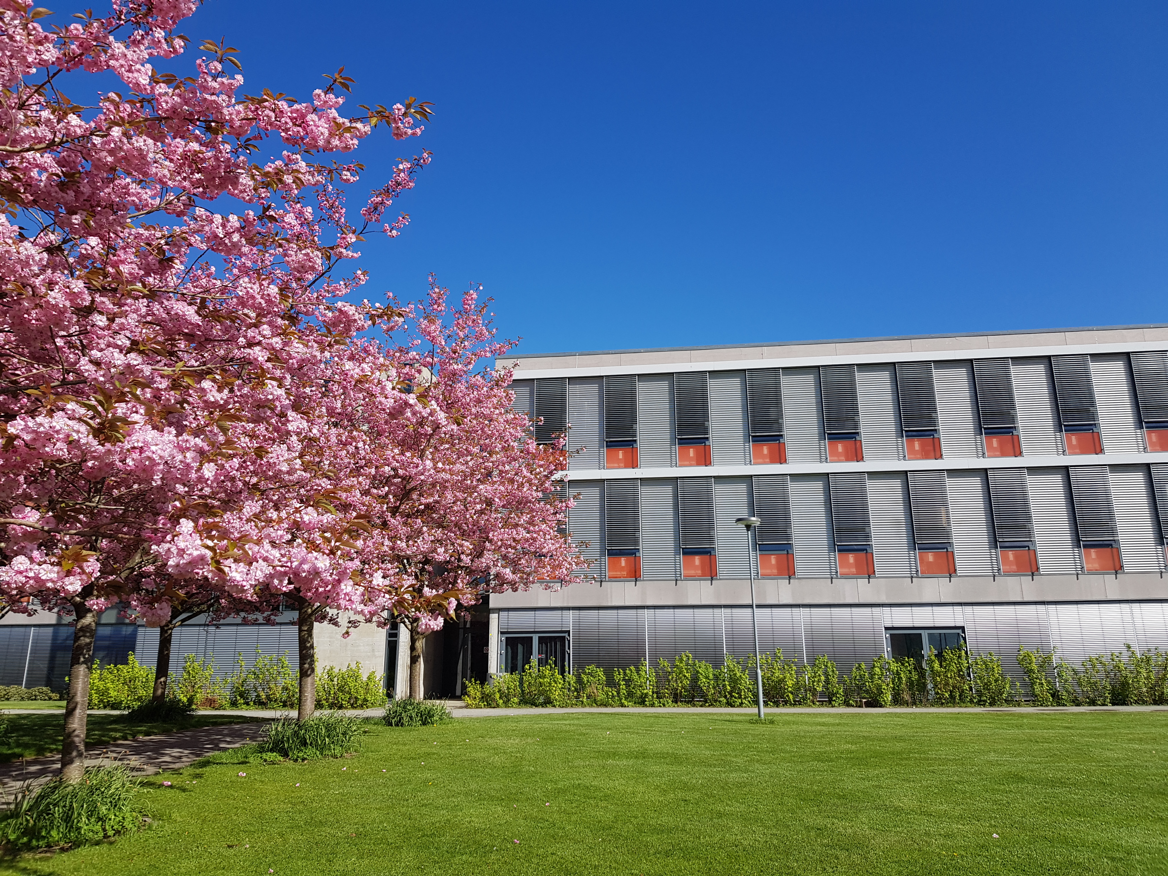 Et bygg med et blomstrende kirsebærtre forann.