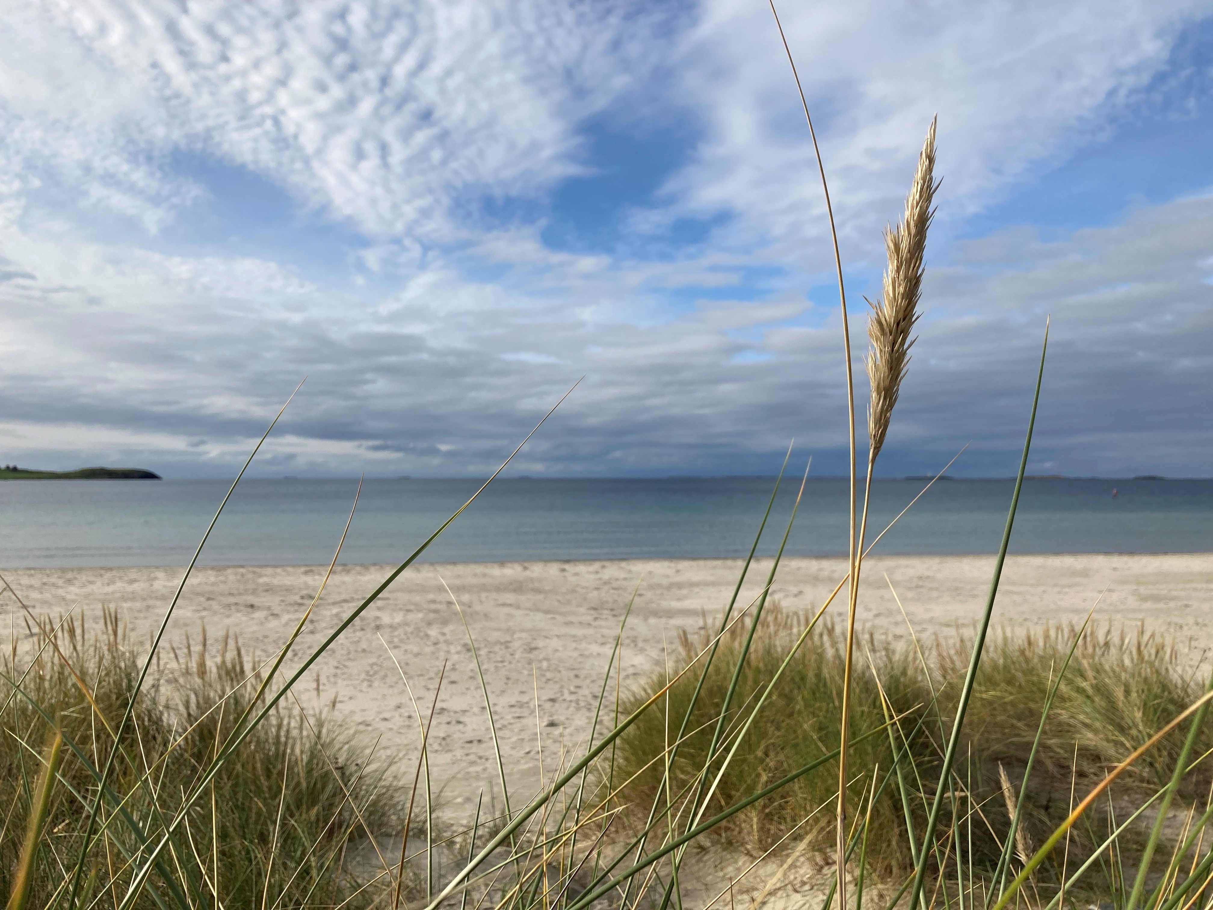 Solastranden i Rogaland med strå i forgrunnen.