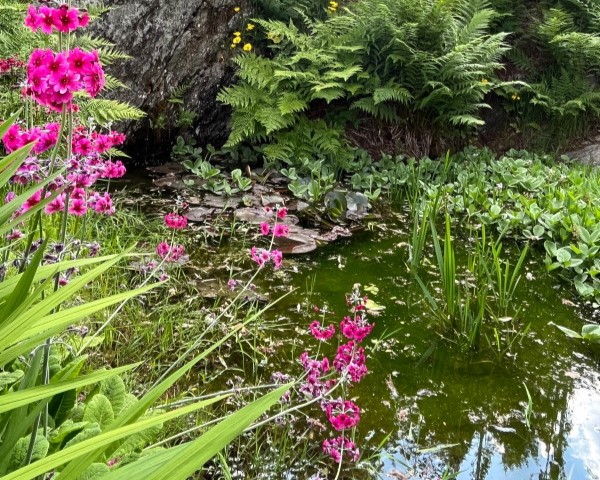 Blomster, bregner og vann