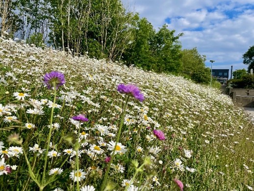 Blomstereng utenfor KK-hus