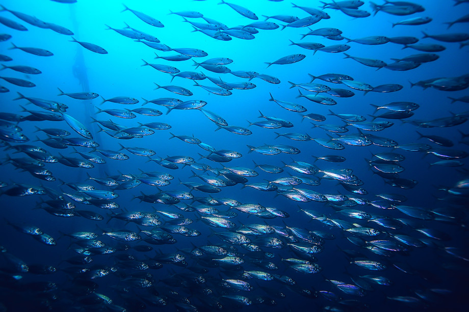 Fiskestim i blått hav