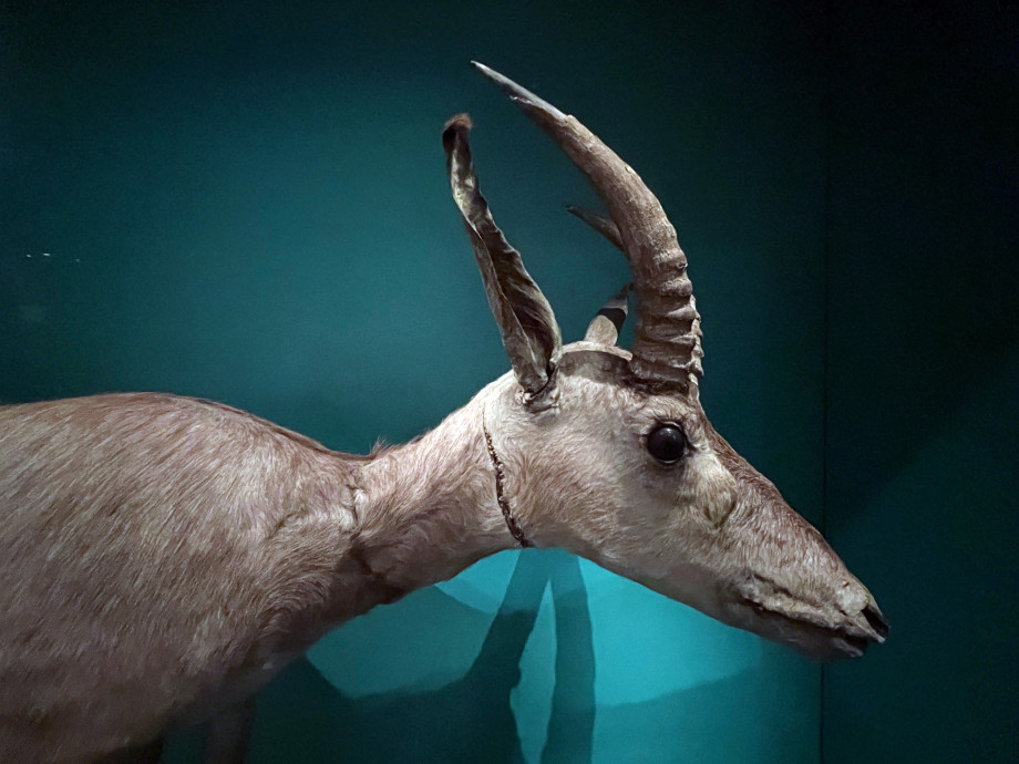 The head of a taxidermied South African Bluebuck deer with two pronged antlers and long ears